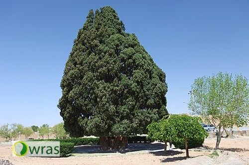اورس - سرو